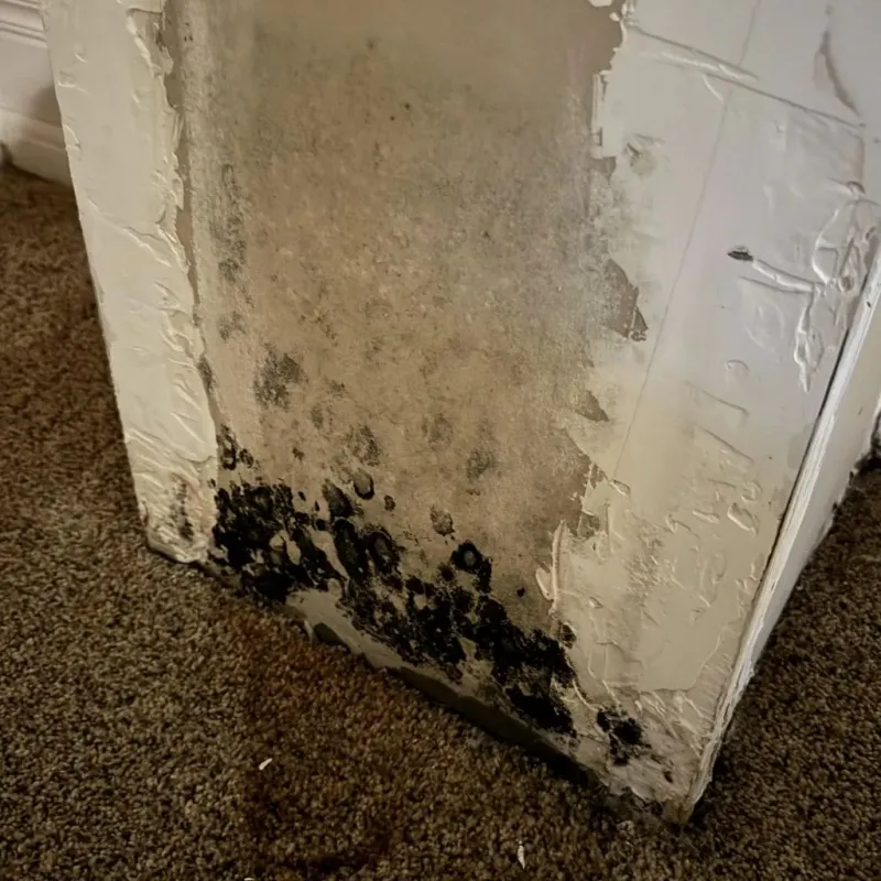Professional Mold Removal in Longview, TX